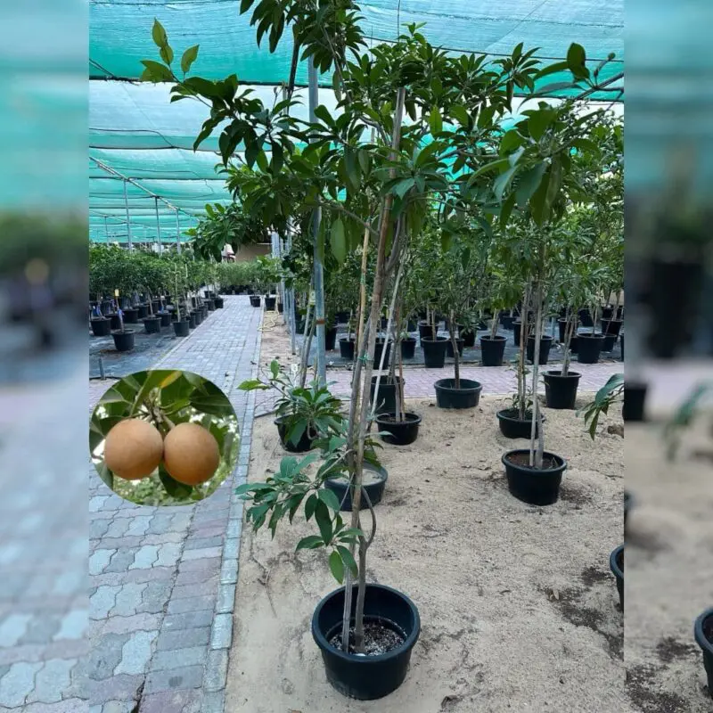 Sapodilla Tree (Manilkara zapota) – Mature / Big Size - Image 2