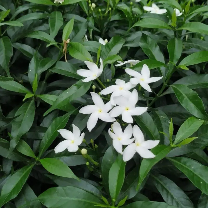 Pinwheel Jasmine / Crape Jasmine (Tabernaemontana divaricata) - Image 3