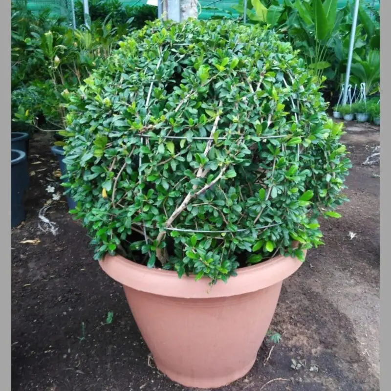 Ehretia Microphylla (Ball shape Bushy) - Image 2