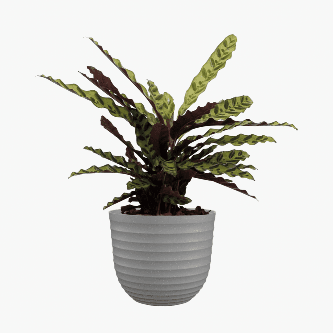 Havana Horizon Round Pot - Image 2
