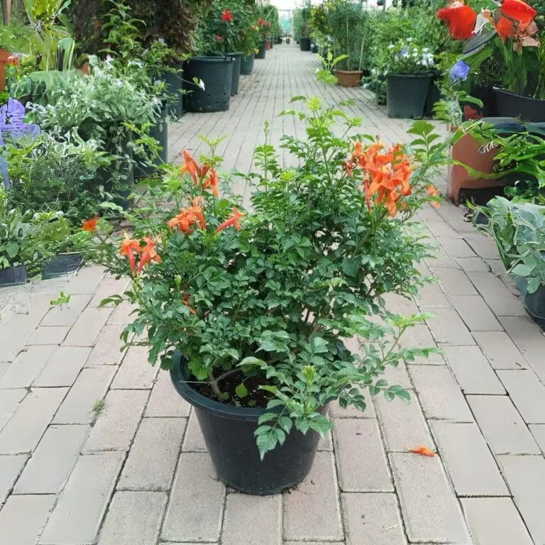 Tecoma Capensis – Cape Honeysuckle (Deep Orange Bushy) - Image 3