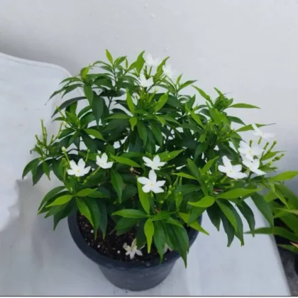 Pinwheel Jasmine / Crape Jasmine (Tabernaemontana divaricata)
