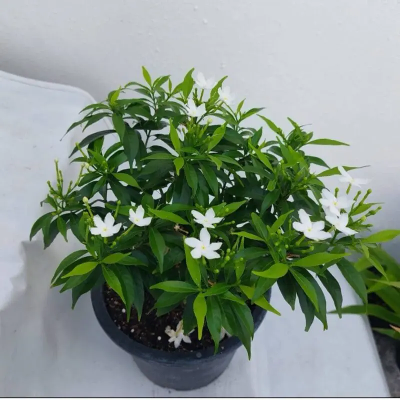 Pinwheel Jasmine / Crape Jasmine (Tabernaemontana divaricata)
