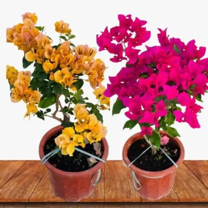 Bougainvillea Combo Set