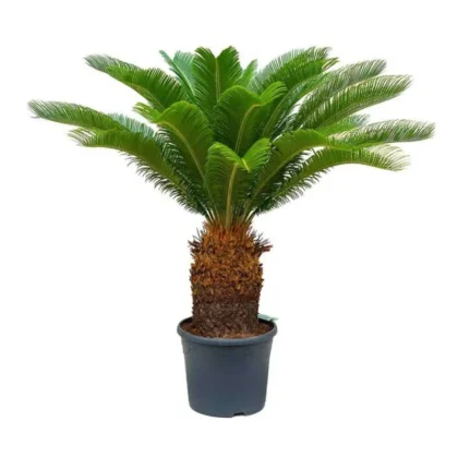 Cycas Palm (Big Size) 155cm