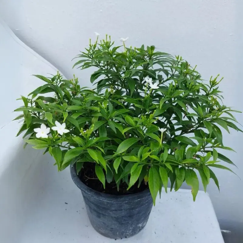 Pinwheel Jasmine / Crape Jasmine (Tabernaemontana divaricata) - Image 2