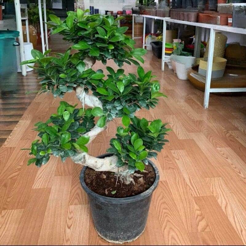 Ficus Panda S-Shape Bonsai