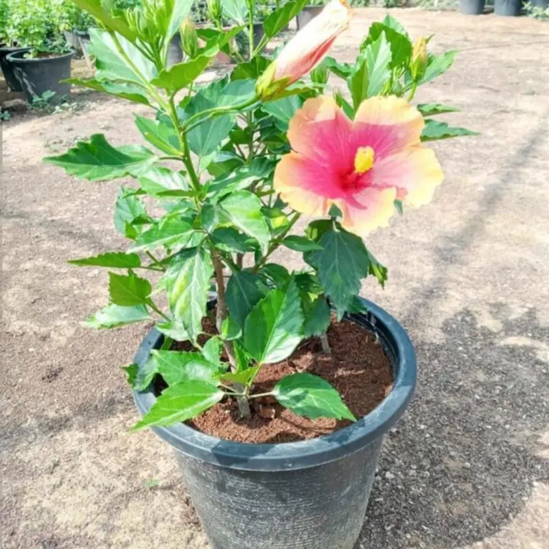 Hibiscus pink - Image 2
