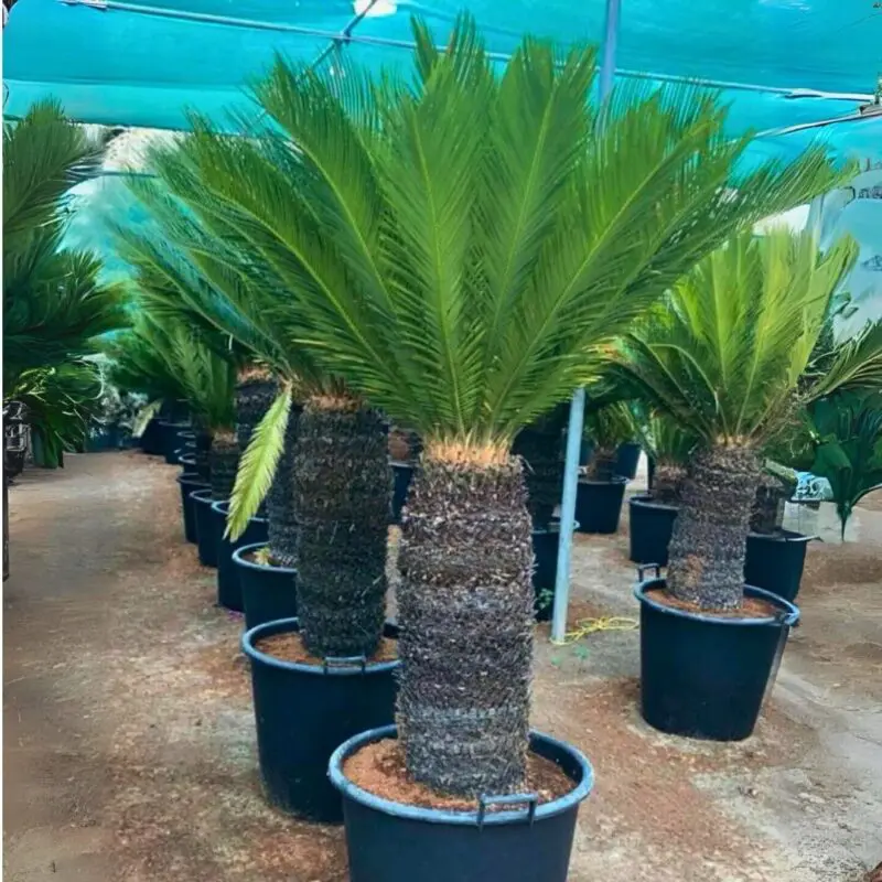 Cycas Palm (Big Size) 155cm - Image 2