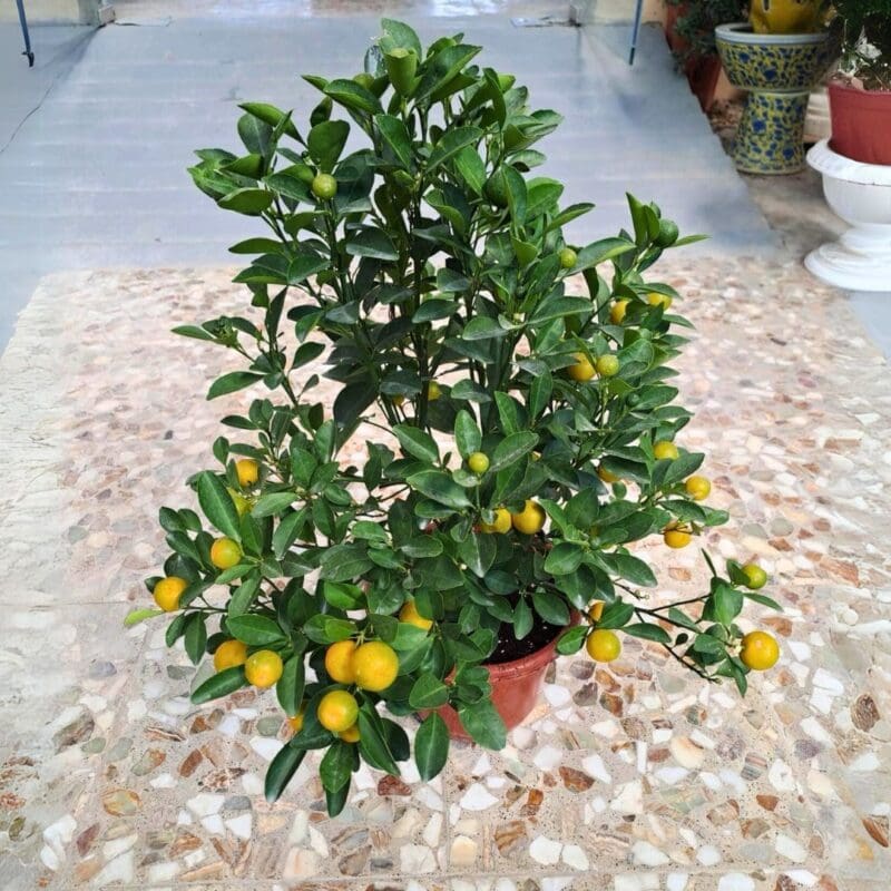 Calamansi Citrus Plant - Image 3