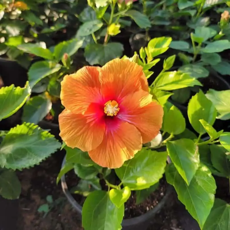 Hibiscus - Image 3