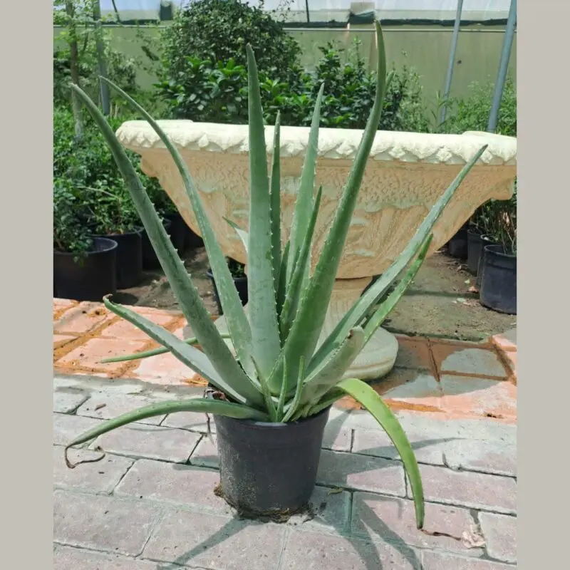 Aloe vera Big size - Image 2