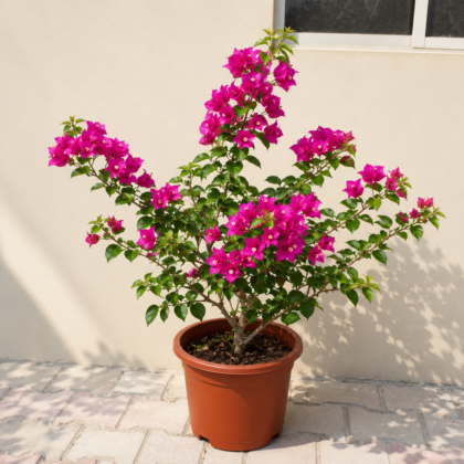 Bougainvillea spectabilis -Bushy Big size