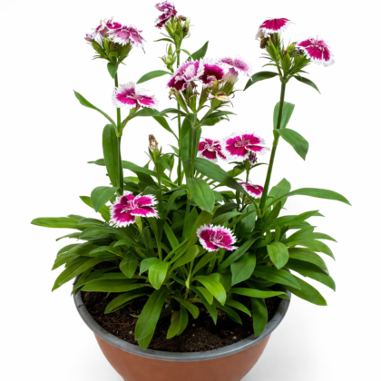 Dianthus chinensis