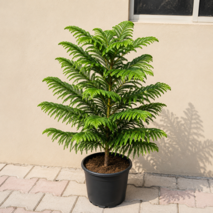 Araucaria Plant-Christmas Tree -Norfolk Island Pine 120cm