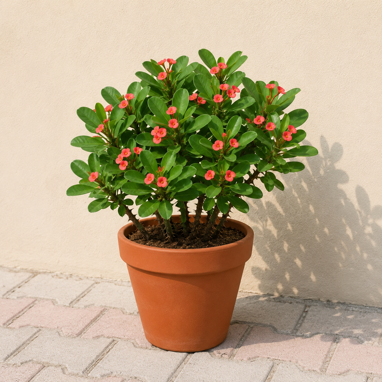 Euphorbia Succulent Plant (1 plant)