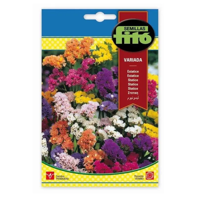 Statice Variada flower seeds mixed