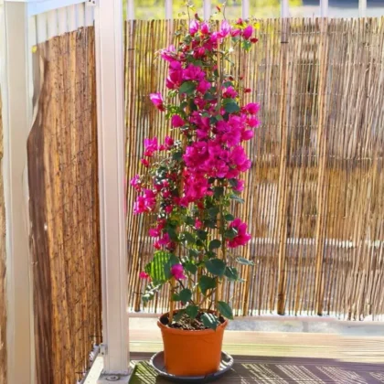Bougainvillea Glabra Red (4 Stick – 100cm)