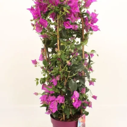 Bougainvillea Spectabilis Dark Pink (4 Stick – 100cm)
