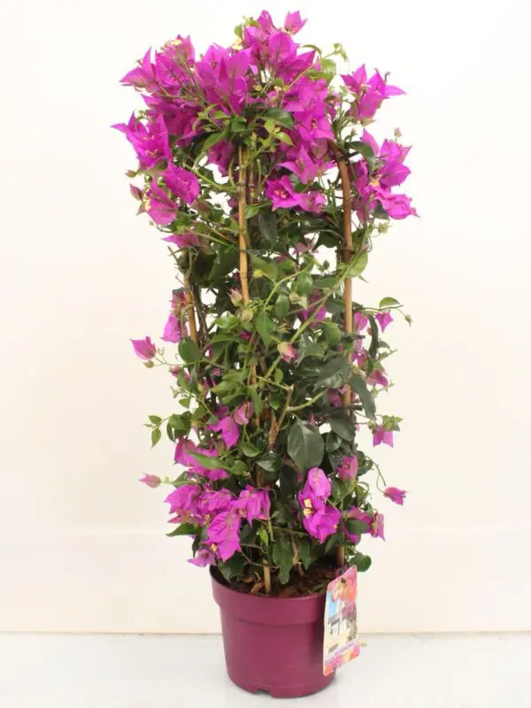 Bougainvillea Spectabilis Dark Pink (4 Stick – 100cm)