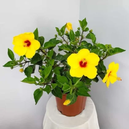 Yellow Tropical Hibiscus (Hibiscus rosa-sinensis)