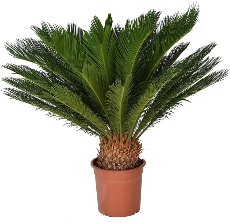 Cycas Palm (Big Size) 155cm - Image 3