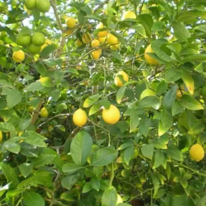 Pakistani Lemon Tree – Mature / Big Size