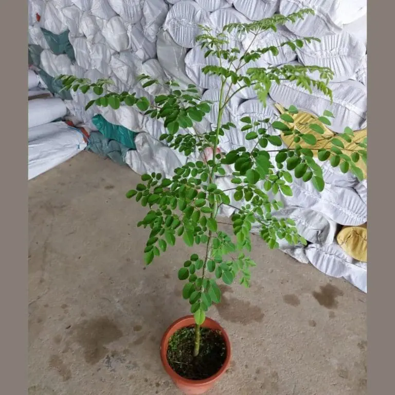 Moringa tree (Moringa oleifera) - Image 2
