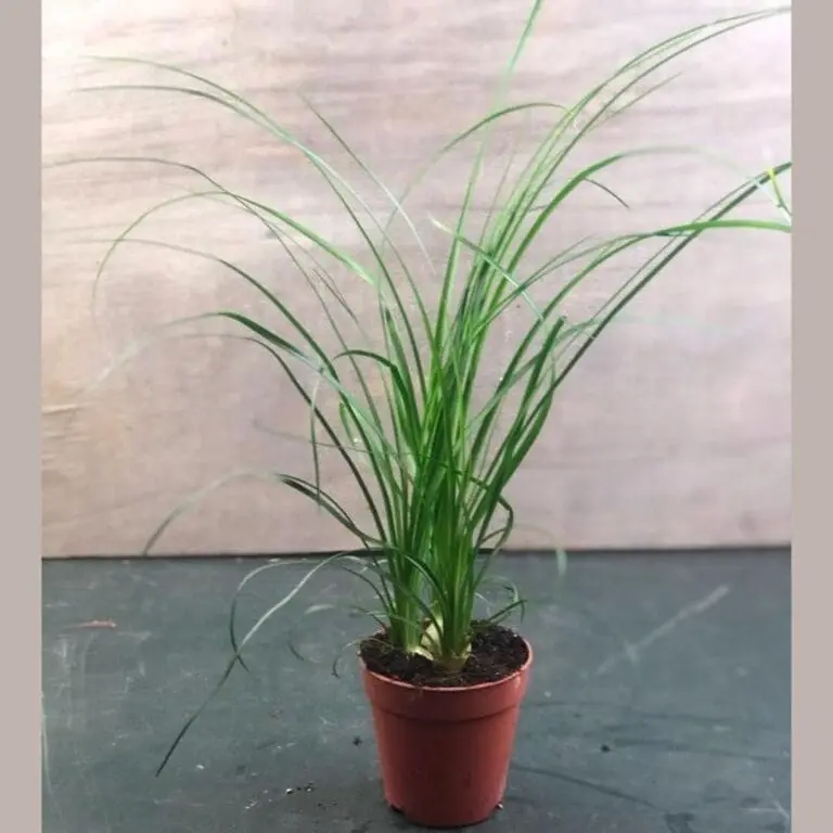 Lemon Grass