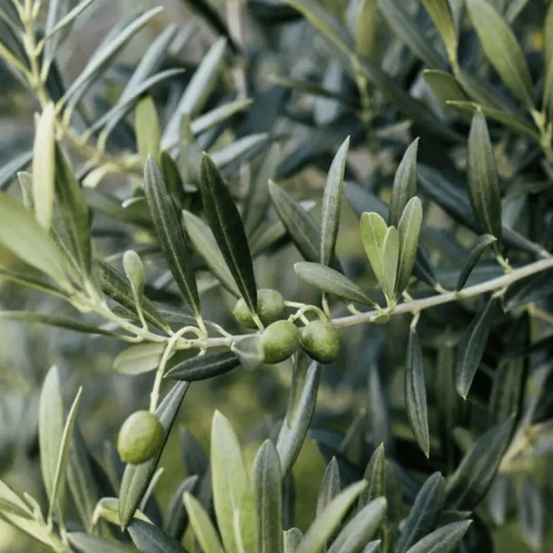 Olive Tree (Olea Europaea Big Size) - Image 3
