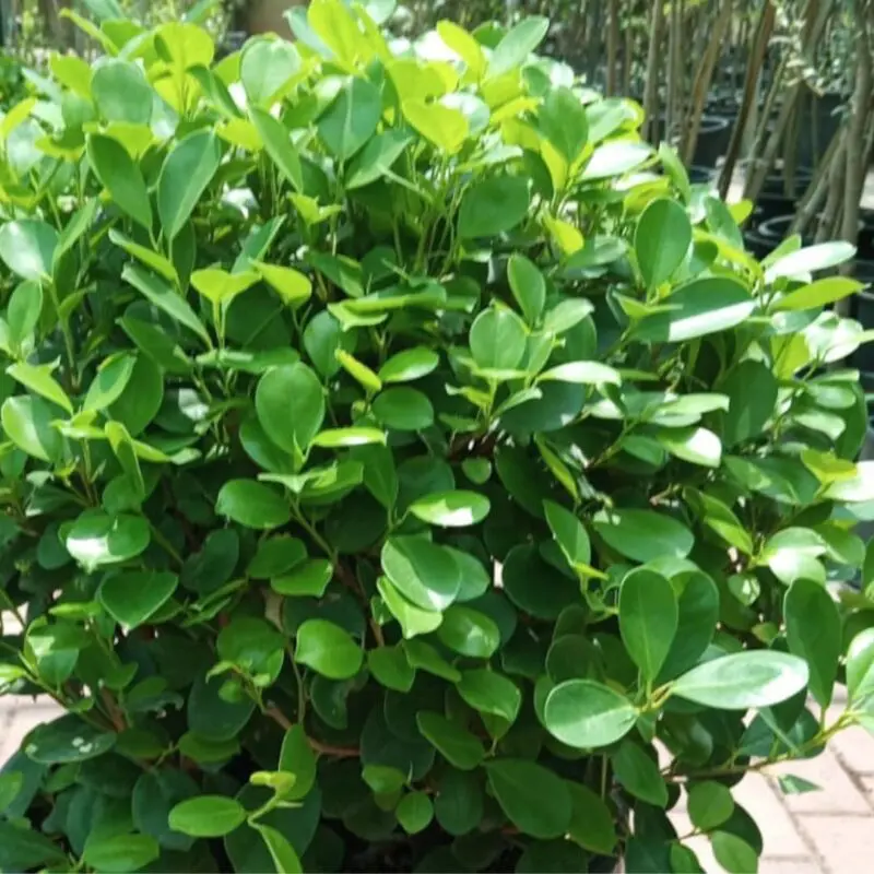 Ficus Panda (Ball Shape Big)