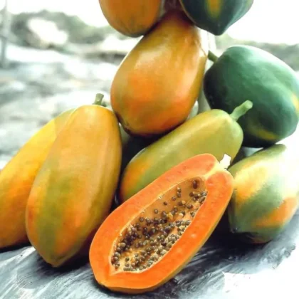 Papaya Trees