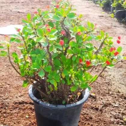 Premium Crown of Thorns (Vibrant Crimson)