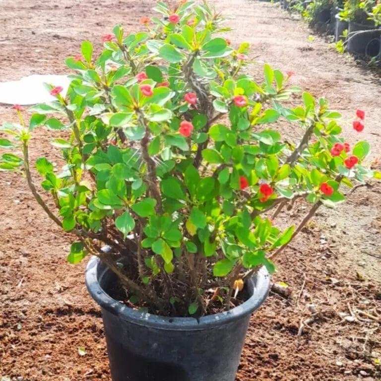 Premium Crown of Thorns (Vibrant Crimson)