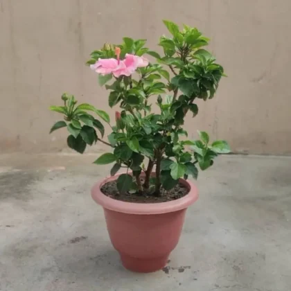 Baby Pink Hibiscus Plant
