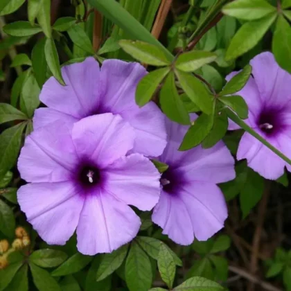 Premium Railway Creeper (Ipomoea Trellis100cm)