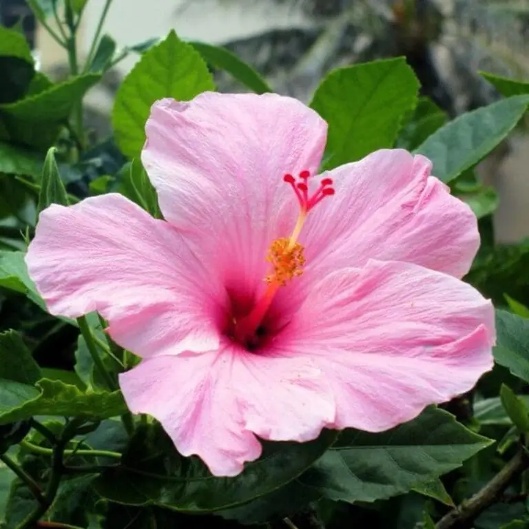 Baby Pink Hibiscus Plant - Image 2