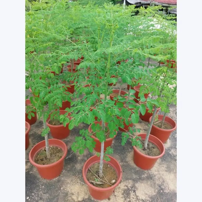 Moringa tree (Moringa oleifera) - Image 3