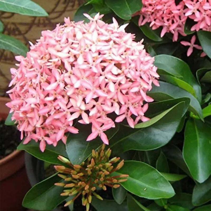 Ixora Coccinea (Pink) - Image 2