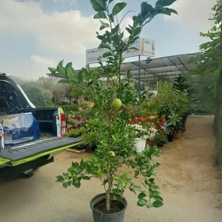 Mandarin Orange Tree(150cm)