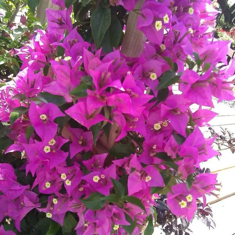 Bougainvillea Spectabilis Dark Pink (4 Stick – 100cm) - Image 2