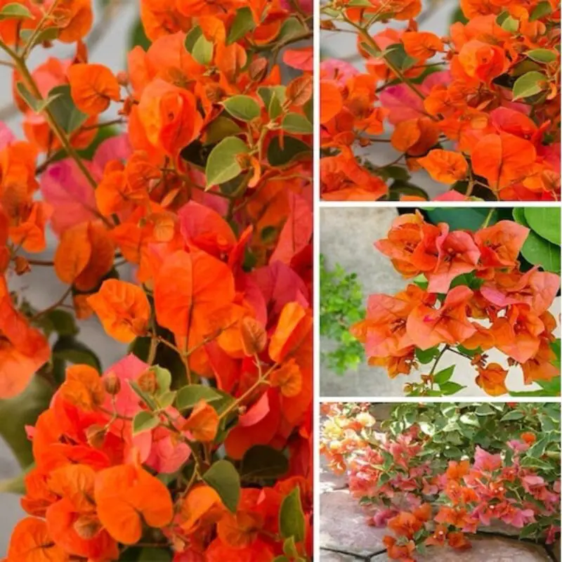 Bougainvillea Orange King big size - Image 2