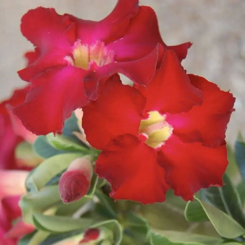 Red Adenium obesum (Desert Rose) - Image 2