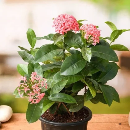 Ixora Coccinea (Pink)