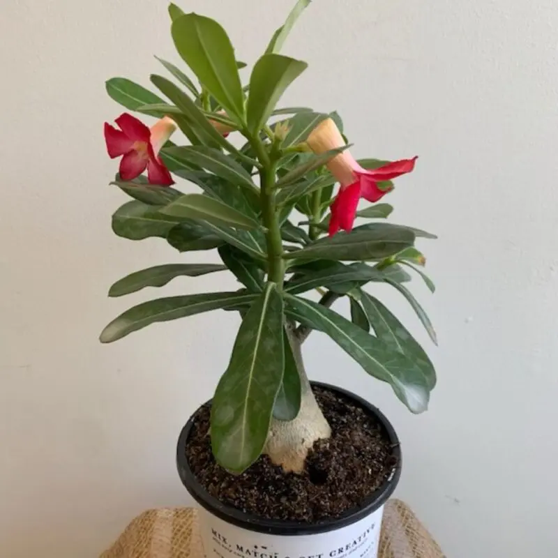 Red Adenium obesum (Desert Rose)