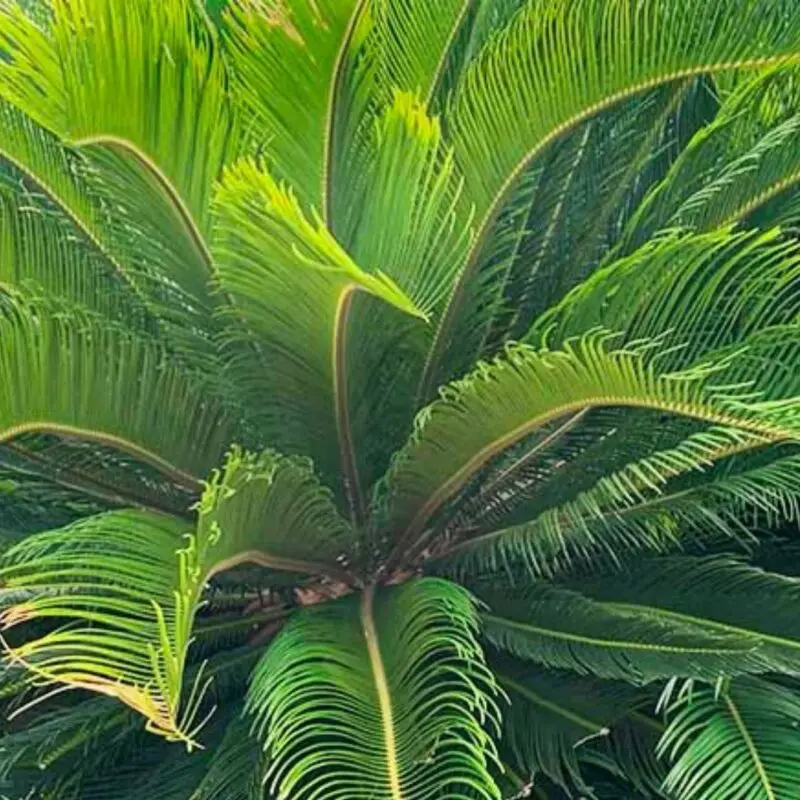 Sago Palm (Cycas revoluta Big Size - 12L) - Image 2