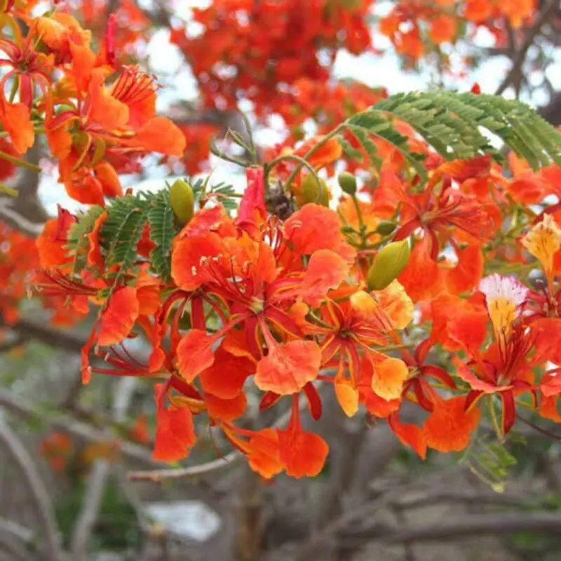 Royal Poinciana Tree - Image 5
