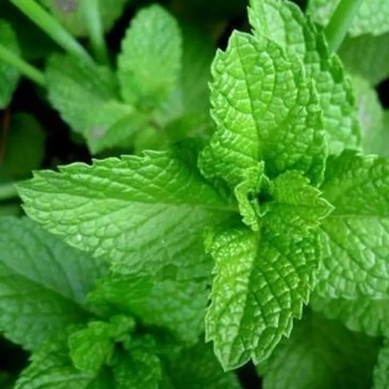 Mint Herb Plant - Image 2