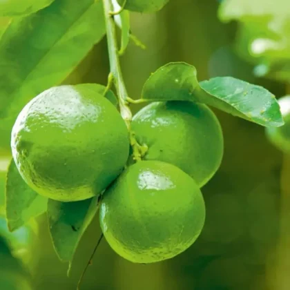 Pakistani Green Lemon Tree – Mature / Big Size