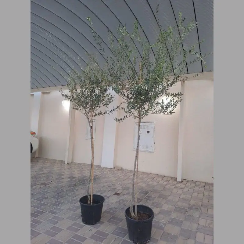 Olive Tree (Olea Europaea Big Size) - Image 2